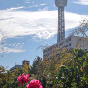 散歩,庭園,花いろいろ,ばら 薔薇 バラ,広い庭の画像