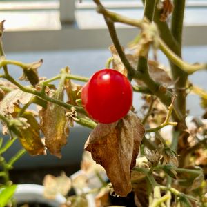 ミニトマト,夏野菜,ベランダ栽培,真っ赤な火曜日,バルコニー/ベランダの画像