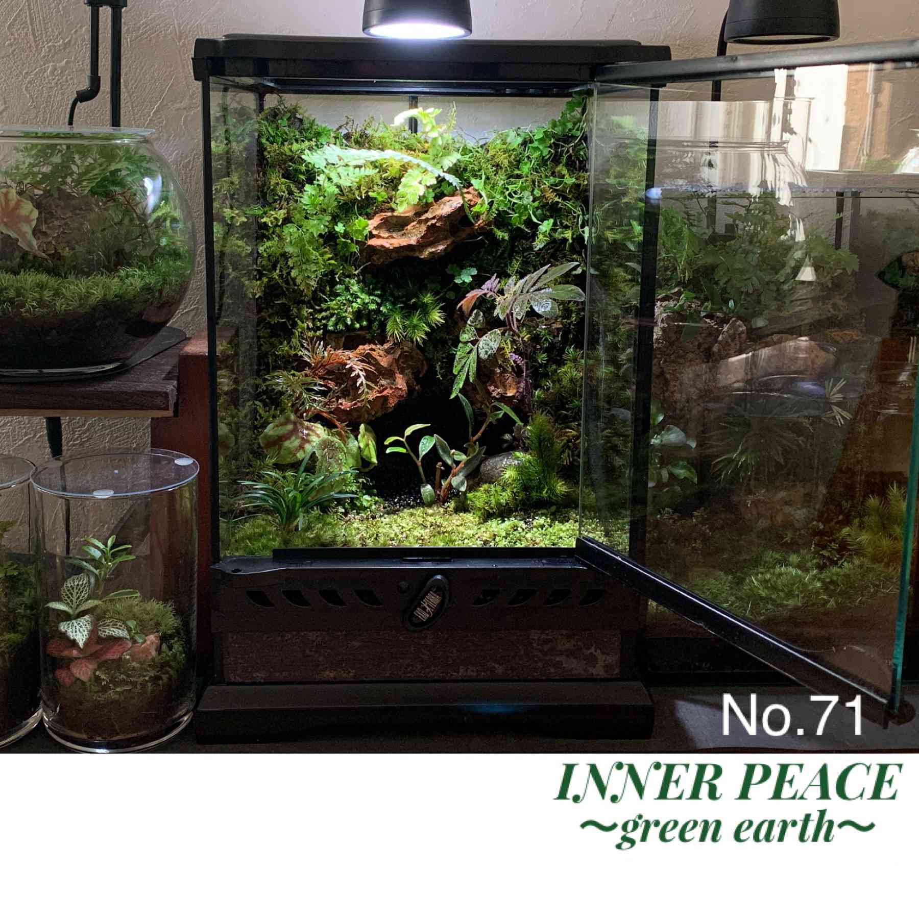 川のある【プラケース イモリウム】作り方100均DIY!イモリ飼育