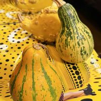 パンパスグラス,パンパスグラス,かぼちゃ,かぼちゃ,ハロウィン カボチャの画像