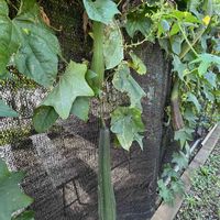 ヘチマ,ヘチマ,つる性植物,ミドリ,木の実・草の実の画像