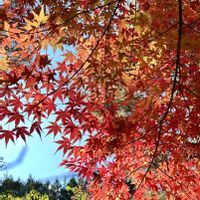 ヤマモミジ,ヤマモミジ,山野草,紅葉（こうよう）,もみじ紅葉の画像