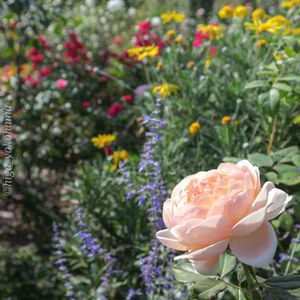 散歩,庭園,花いろいろ,ばら 薔薇 バラ,広い庭の画像