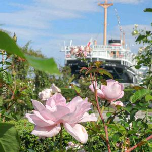 散歩,庭園,花いろいろ,ばら 薔薇 バラ,広い庭の画像