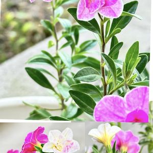 カリブラコア,鉢植え,色の変化,ピンク色の花,ナス科の画像