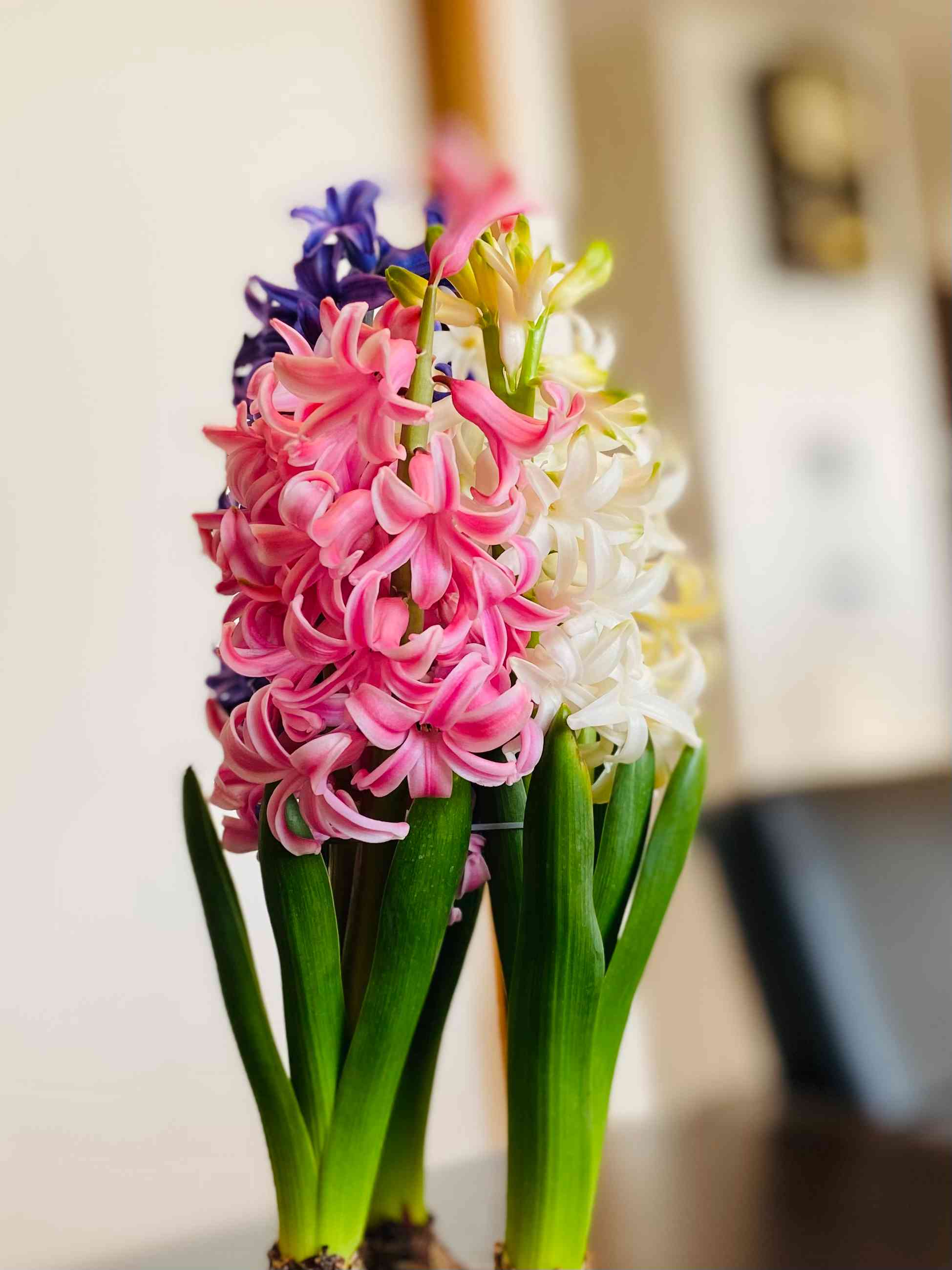 室内鉢のヒヤシンス