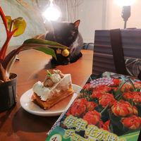 フィロデンドロン,フィロデンドロン,原種チューリップ,原種チューリップ　サマンサ,原種チューリップ　サマンサの画像