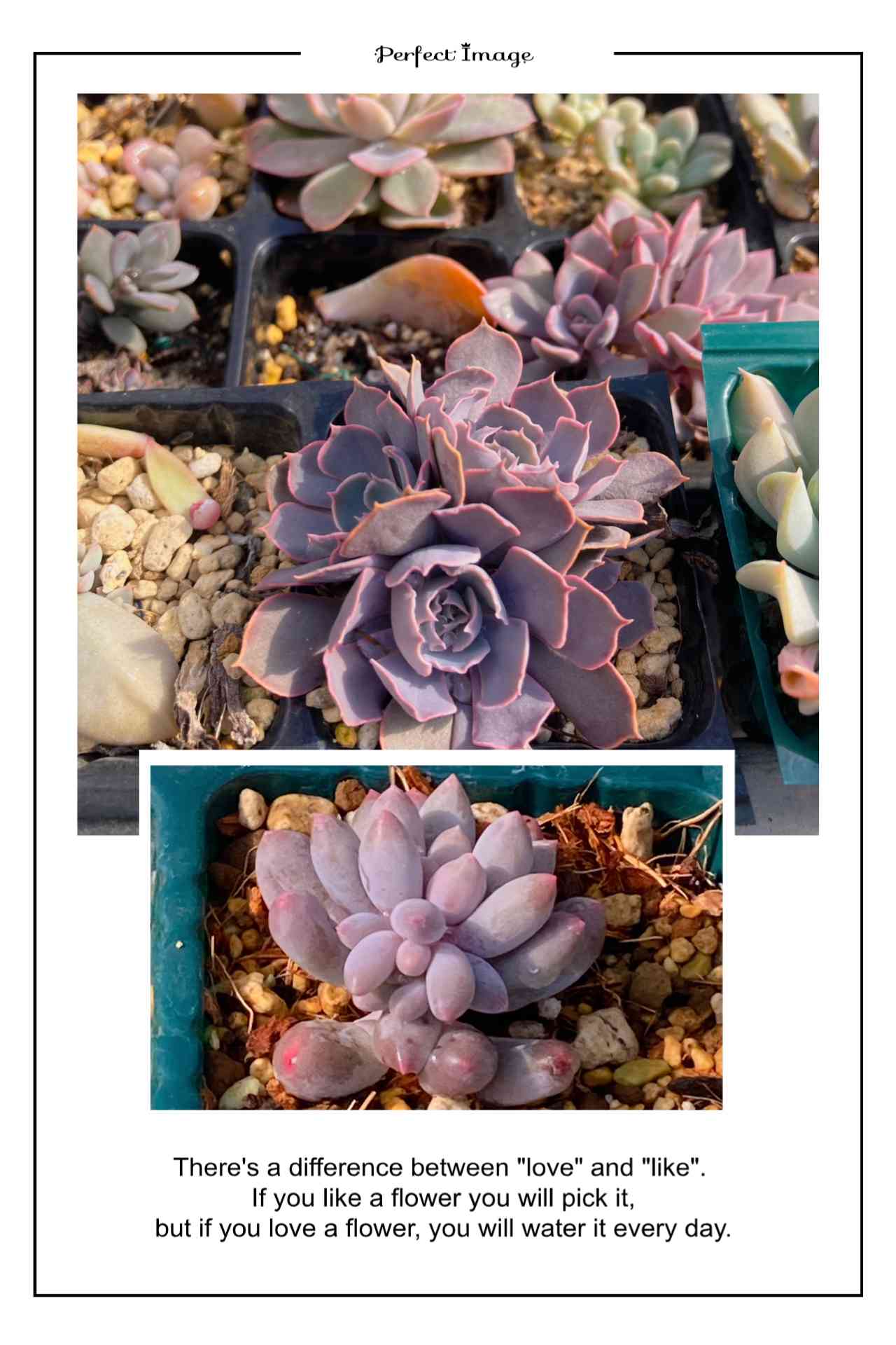 新品登場 多肉植物 赤い太陽♡葉挿し - 観葉植物