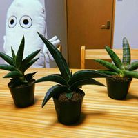 サンスベリア,サンセベリア・ロブスタブルー,サンセベリア ボンセレンシス,サンセベリア ケニア,観葉植物の画像