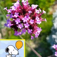 バーベナ,ヤナギハナガサ,三尺 バーベナ,ピンクの花,今日の花の画像