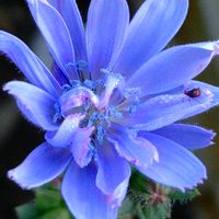 チコリ,ポリジ,時計草(トケイソウ),庭の花,綺麗な色の画像