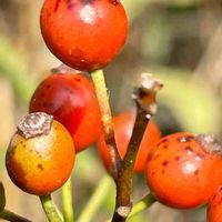 ノイバラ,山野草,花木,樹木,バラ科の画像