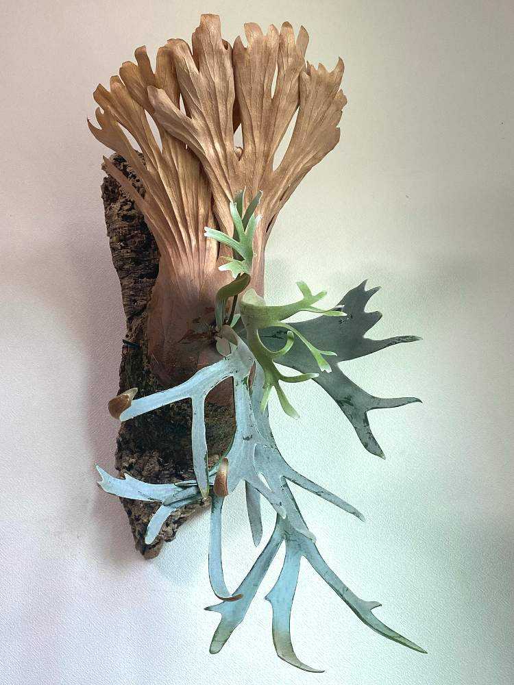 P. willinckii 'Bogor' spore 成長記録 2023.11.3｜🍀GreenSnap