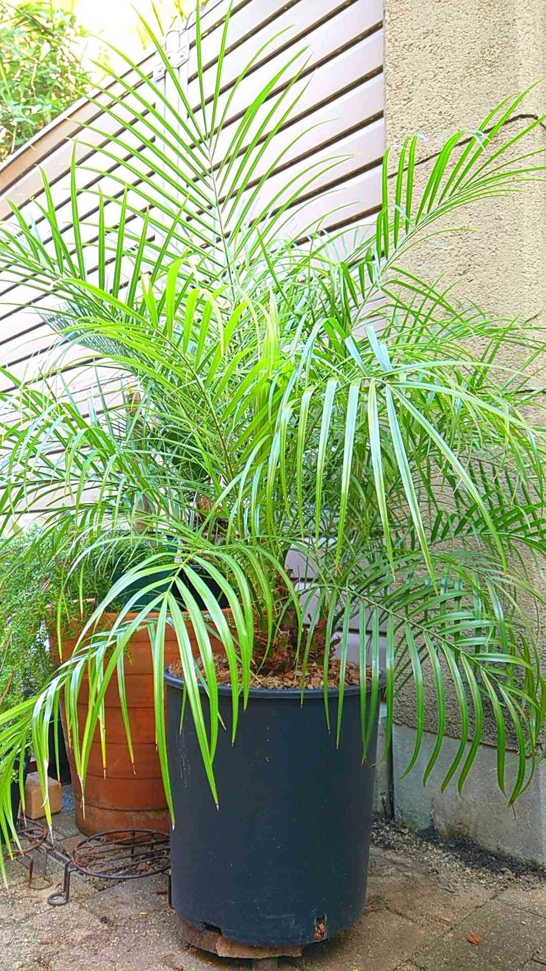 チャメドレア ラディカリス 8月入荷 100粒+ チャメドレア ラディカリス