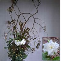 ウツギ,ノイバラ,ランタナ,ドドナエア,梅花空木（バイカウツギ）の画像