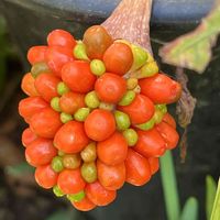 ムサシアブミ,ムサシアブミ,鉢植え,花のある暮らし,サトイモ 科の画像