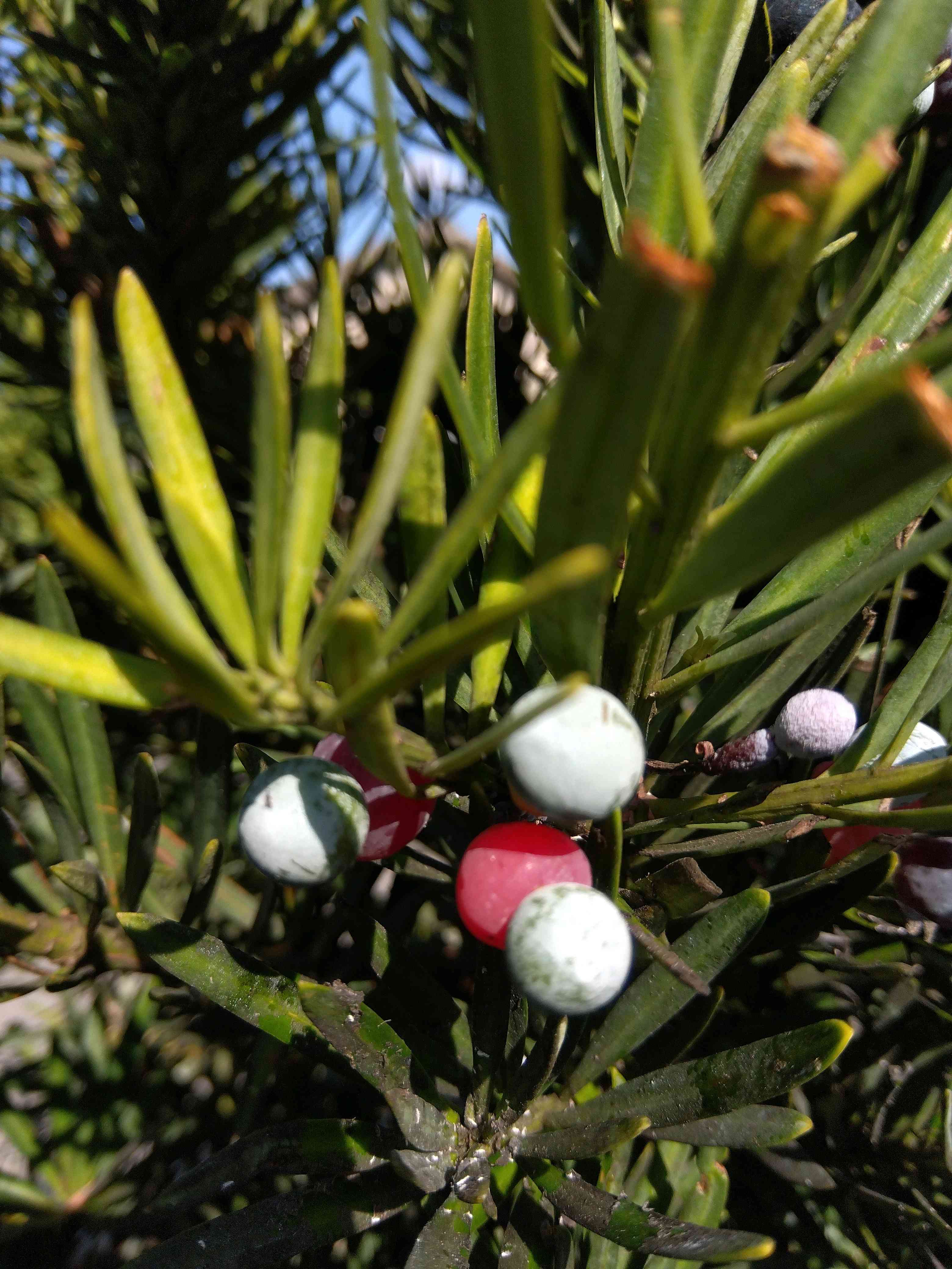 マキの木の一覧｜🍀GreenSnap（グリーンスナップ）