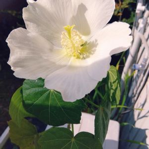 フヨウ,山野草,白い花,古典園芸植物,小さな庭の画像