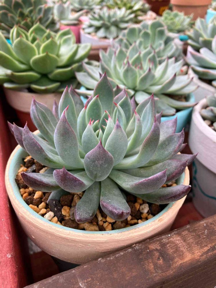 ミックスベリア・青鬼｜🍀GreenSnap（グリーンスナップ） 