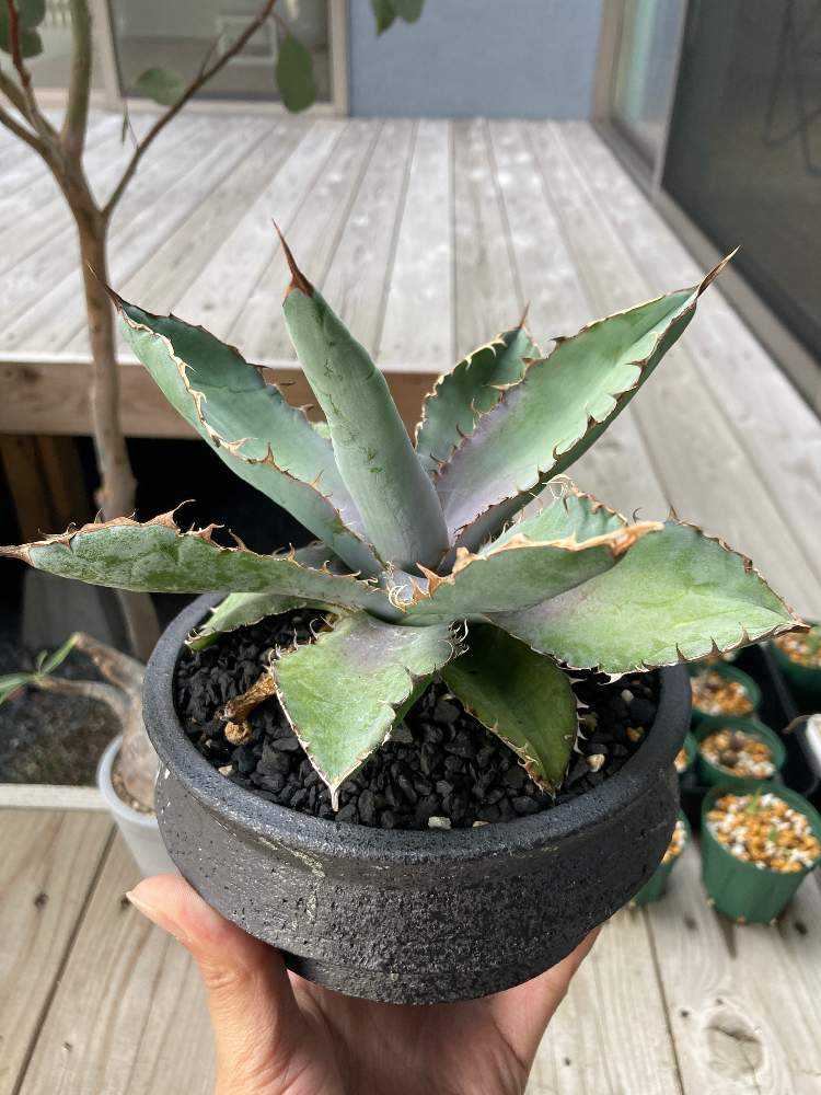 アガベBB #1｜🍀GreenSnap（グリーンスナップ）