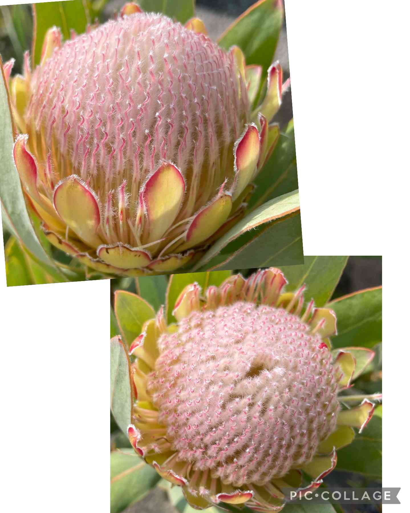 プロテア スサラ　1 プロテア スサラの一覧｜🍀GreenSnap（グリーンスナップ）