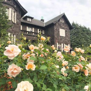 薔薇,薔薇,庭園,季節の花,緑のある暮らしの画像