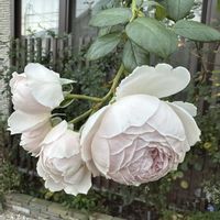 バラ クリスティアーナ,ガーデニング,フロントガーデン,秋の庭,ばら バラ 薔薇の画像