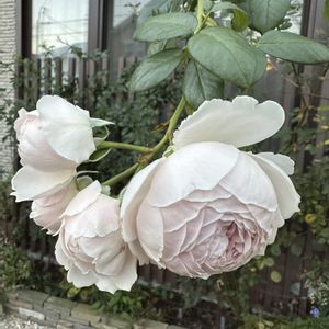 バラ クリスティアーナ,ガーデニング,フロントガーデン,秋の庭,ばら バラ 薔薇の画像