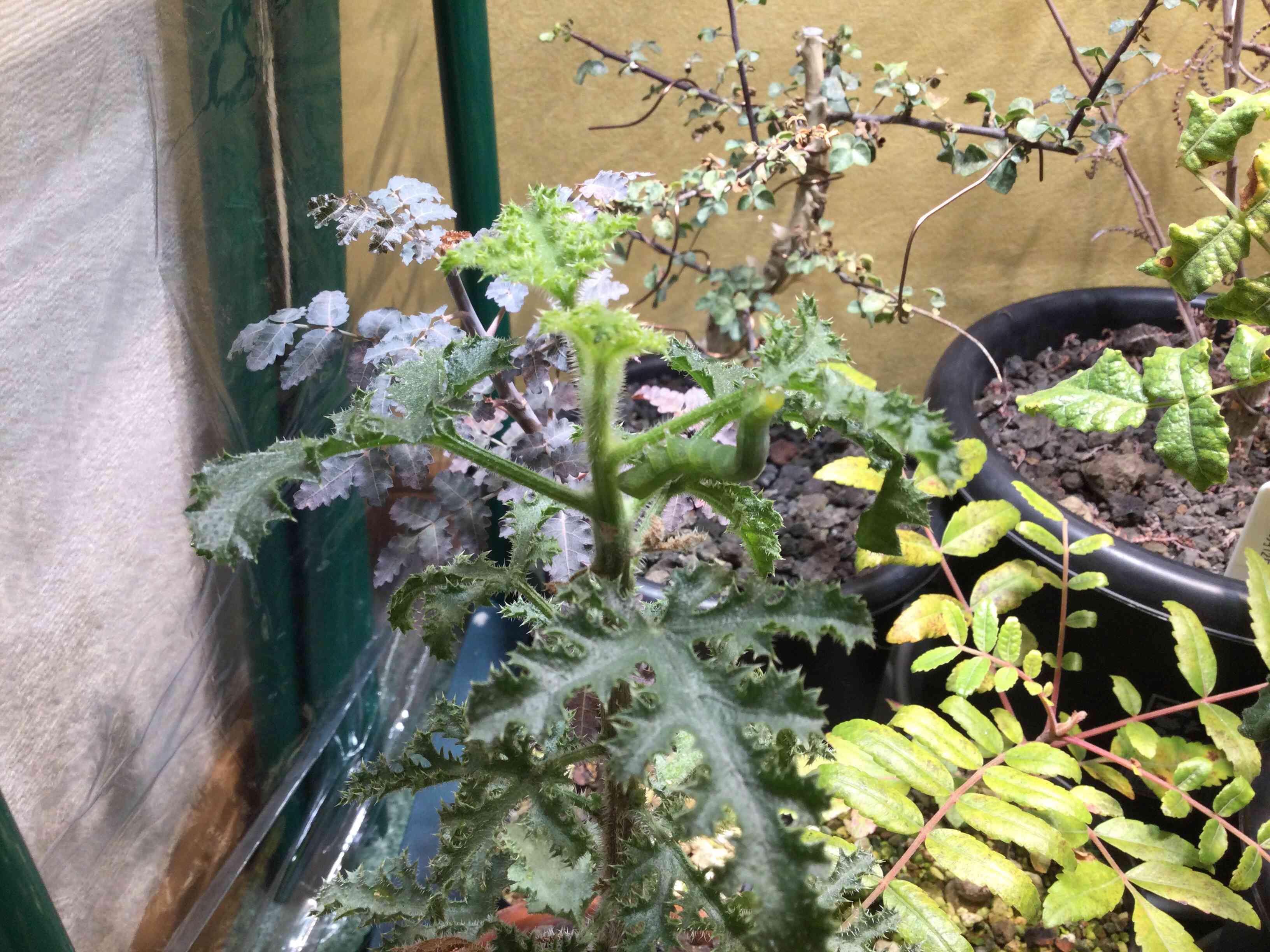 デンドロシキオス・ソコトラーナの一覧｜🍀GreenSnap（グリーン