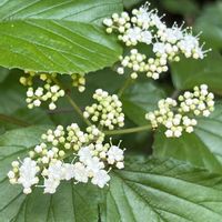 ガマズミ,ガマズミ,赤い実,白と緑,牧野富太郎「らんまん」の花の画像