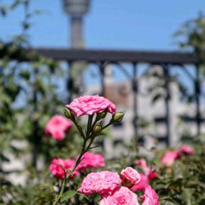 散歩,庭園,花いろいろ,ばら 薔薇 バラ,広い庭の画像