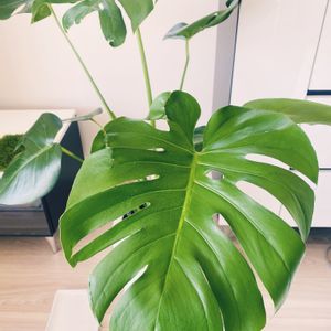 大型観葉植物,リビング窓辺の画像