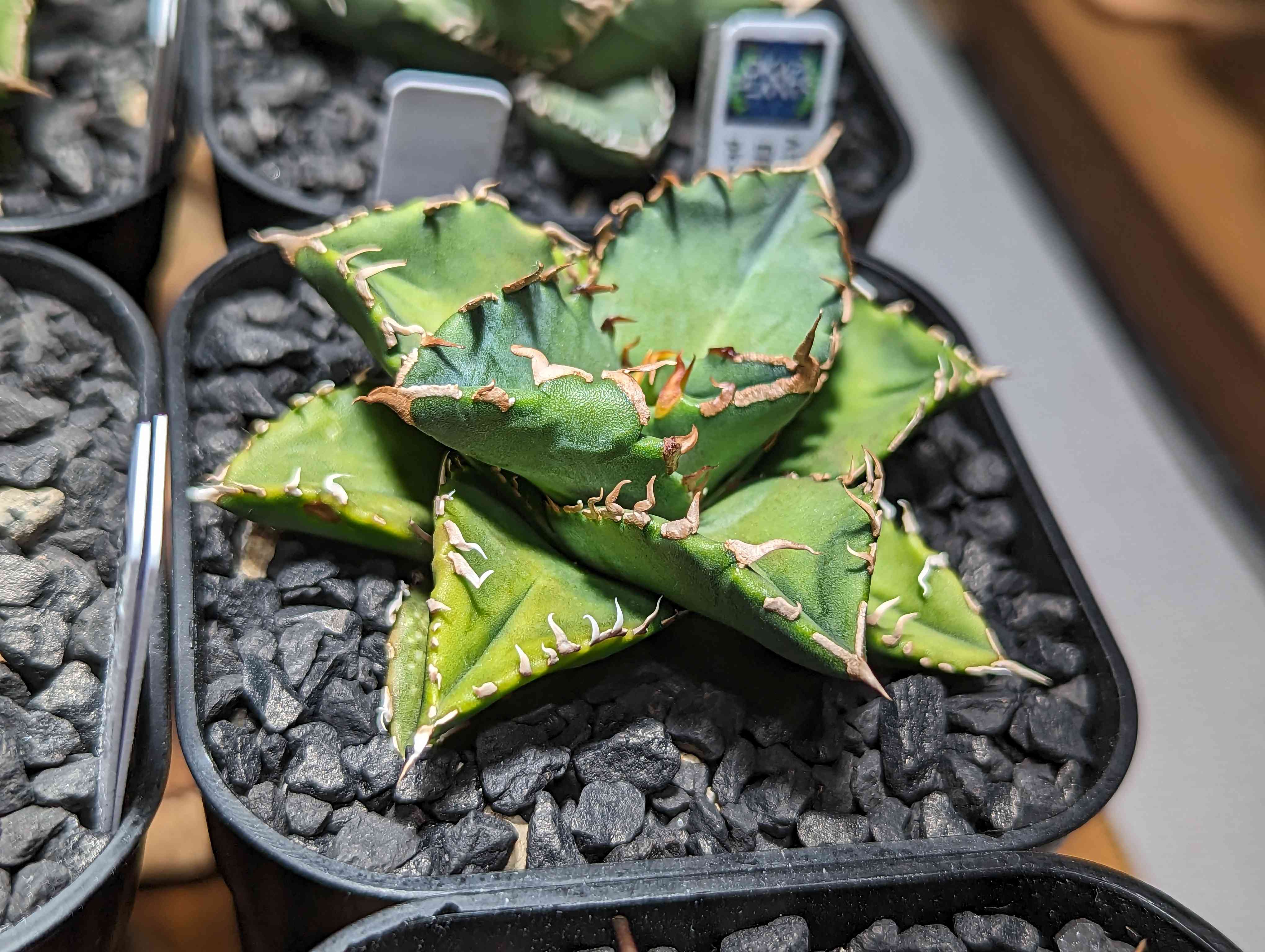 アガベ　チタノタ　夕映　多肉植物　鉢ごと発送　抜き苗発送対応可　発根済 1699178181168_801198_20231105_