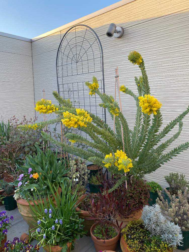 アカシア🫛ブルーブッシュの成長｜🍀GreenSnap（グリーンスナップ）