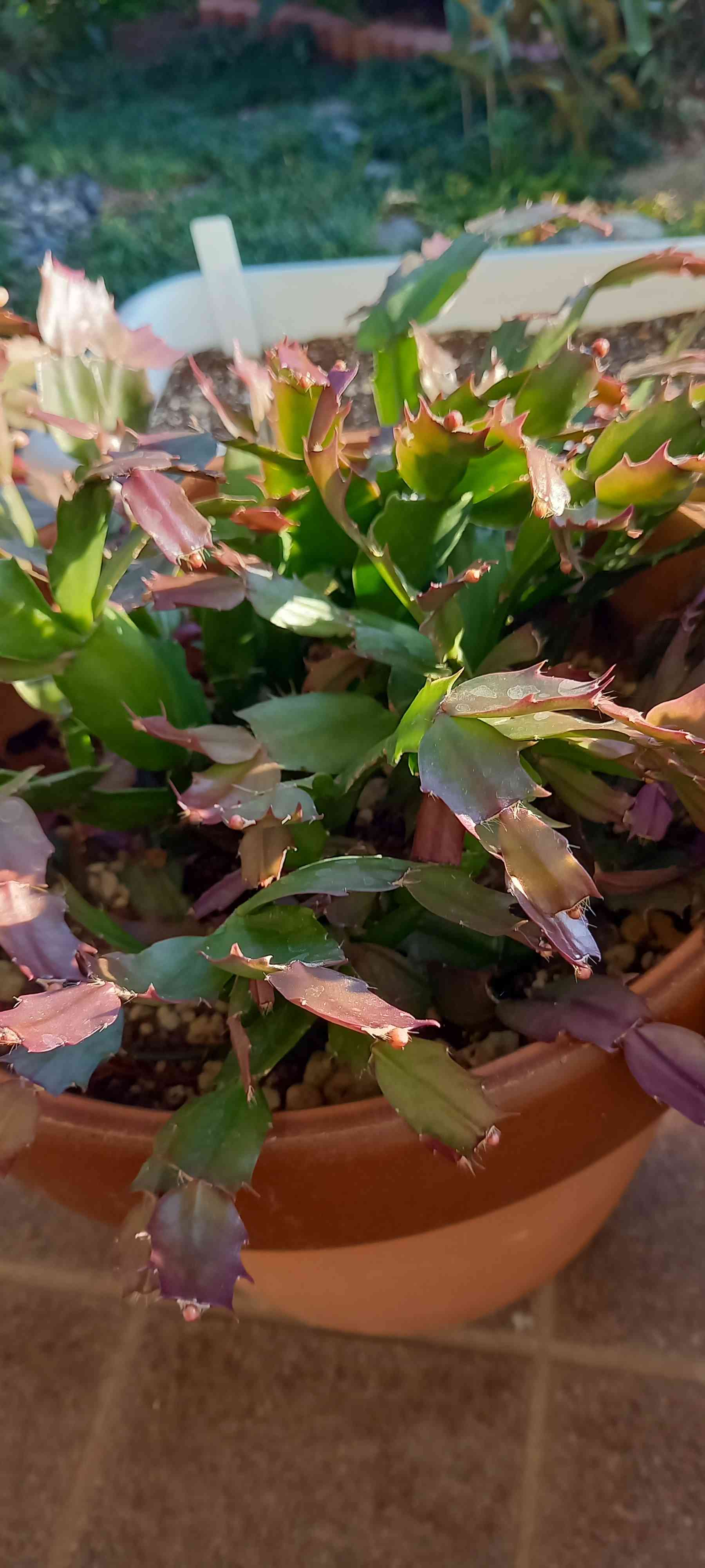 2023 父が育てたシャコバサボテン🌵｜🍀GreenSnap（グリーンスナップ）