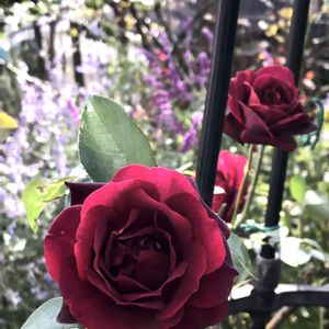 ロシアンセージ,アメジストセージ,オデュッセイア,紫の花,薔薇に魅せられての画像