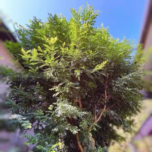 シマトネリコ,シマトネリコ,庭木,シンボルツリー,花のある暮らしの画像