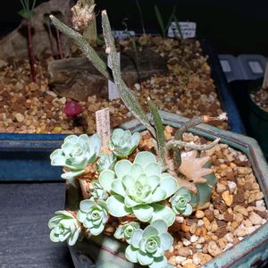 アストロフィツム・カプトメデューサ,アエオニウム ドドランタリス,多肉植物,コーデックス,珍奇植物の画像