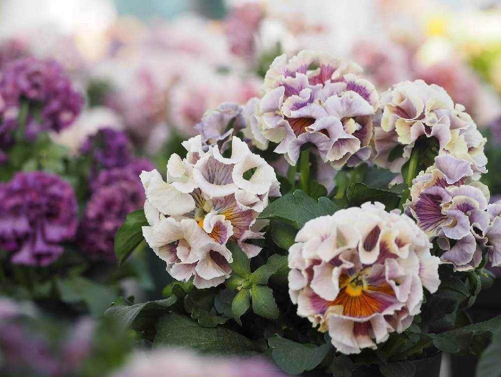 サトウ園芸ハウスのパンジー 『ローブ ドゥ アントワネット