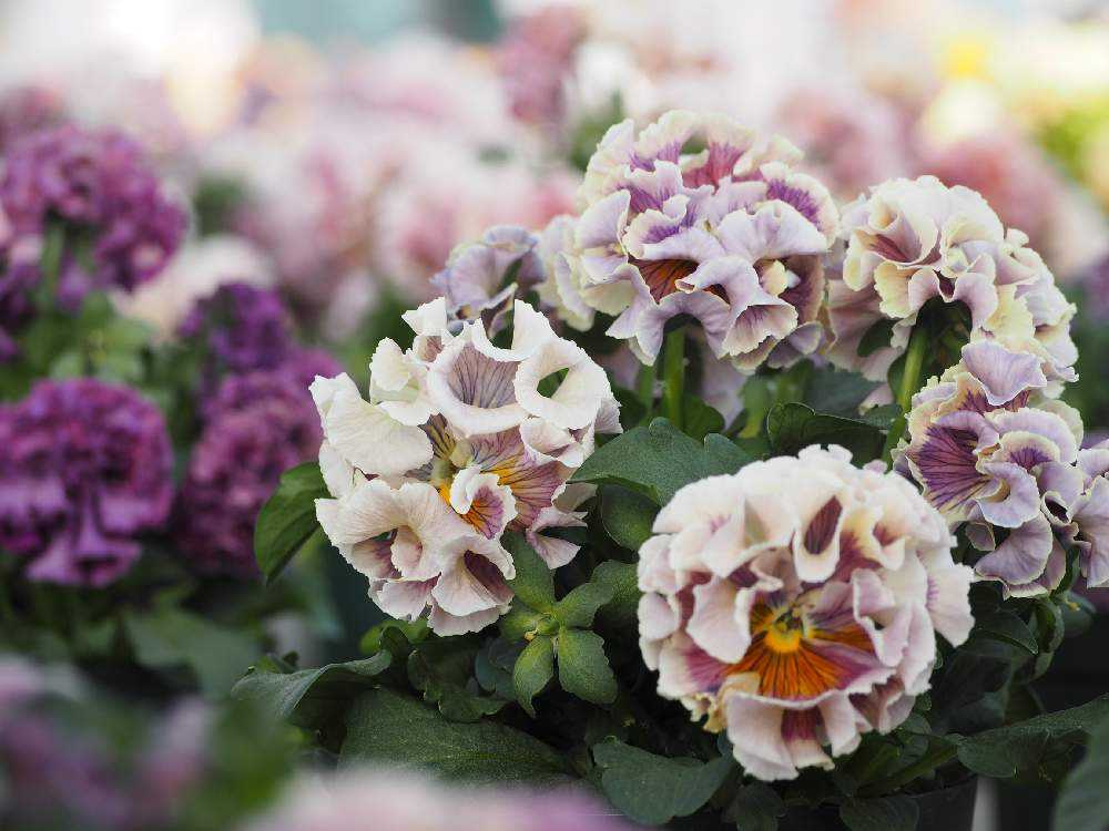 花苗】101 サトウ園芸 ローブ・ドゥ・アントワネット サトウ園芸ハウス