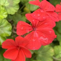 アイビーゼラニウム,ゼラニウム,公園,花散歩,かわいいな♡の画像
