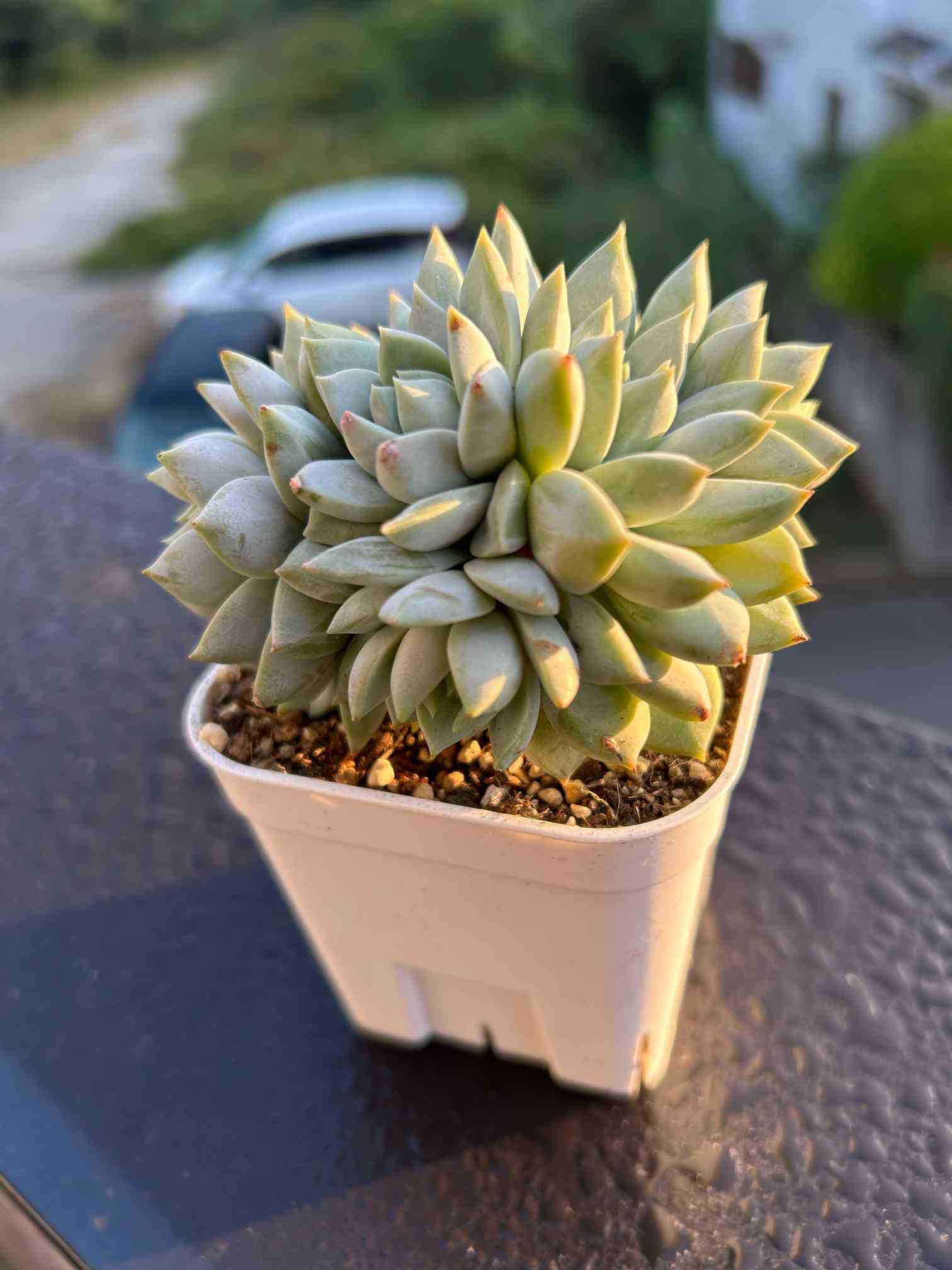 ライラックミスト｜🍀GreenSnap（グリーンスナップ）