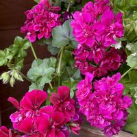 アイビーゼラニウム,ゼラニウム,ピンクの花,今日のお花,ピンク❤︎ピンクの画像