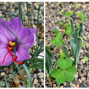 サフラン,サフラン,スイセン,スイセン,ピンク系の花の画像