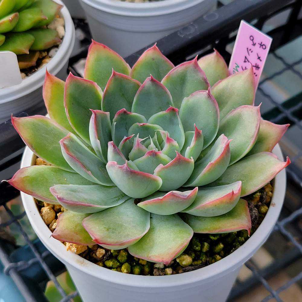 メキシコポルデンシスxシムランス｜🍀GreenSnap（グリーンスナップ）