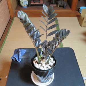 ザミオクルカス,ザミオクルカス・レイヴン,観葉植物,美しい,インテリアグリーンの画像