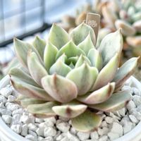 斑入り,ベンバディス錦,成長記録 ベンバディス錦,成長記録 ベンバディス錦,エケベリア ベンバディス錦の画像