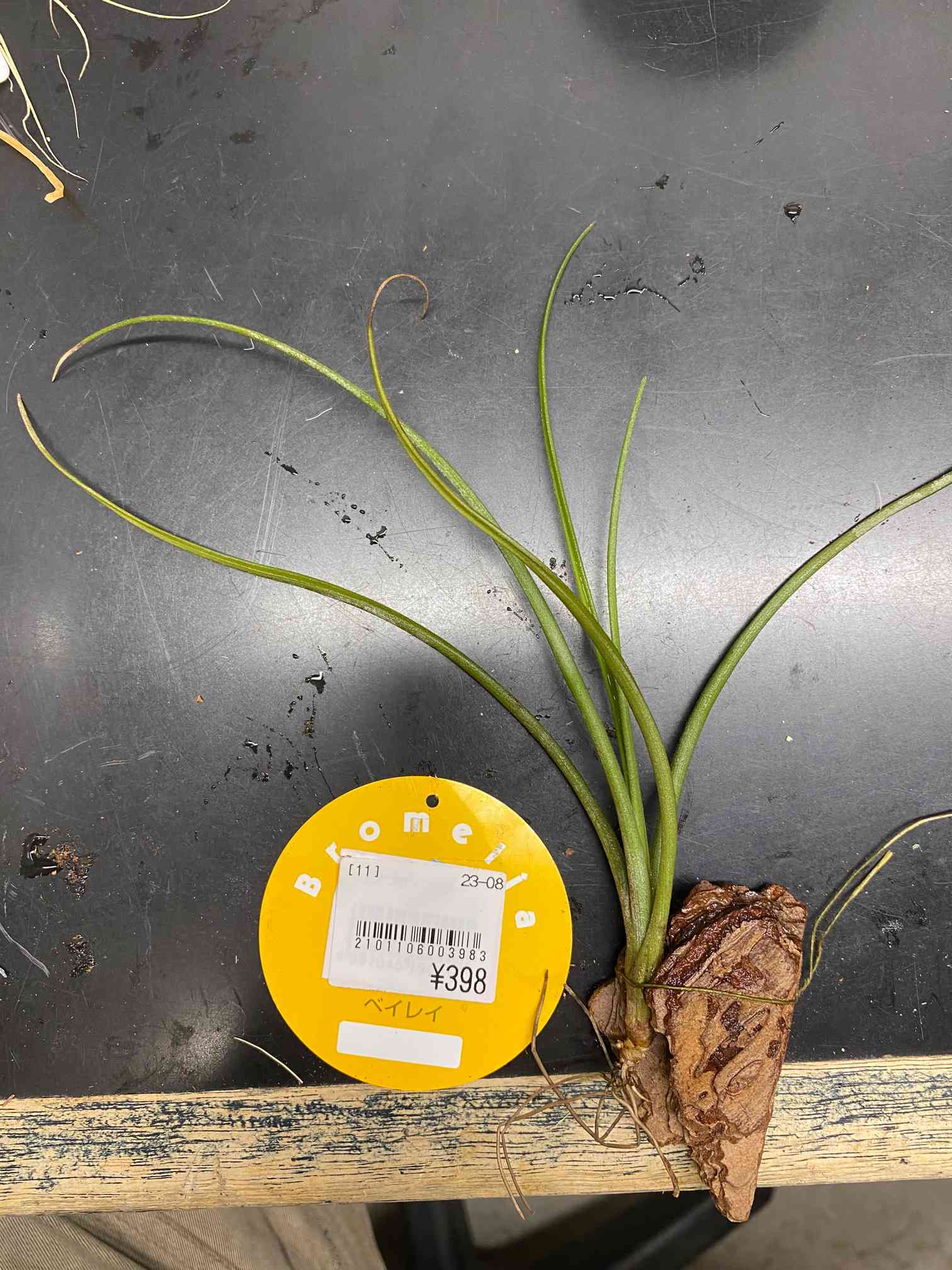 チランジア ベイレイ｜🍀GreenSnap（グリーンスナップ）