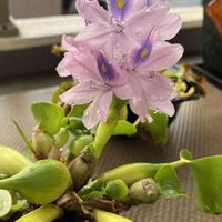 ホテイアオイ,チランジア　キセログラフィカ,ハーブ,水草,果物の画像