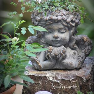 ビオラ,プラティア アングラータ,庭の花,可愛い鉢,私の癒しの画像